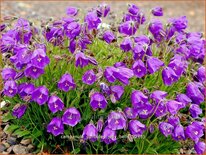 Campanula pulloides 'Jelly Bells'