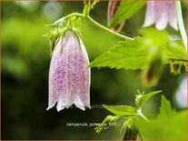 Campanula punctata