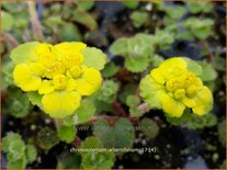 Chrysosplenium alternifolium