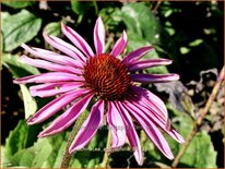 Echinacea angustifolia