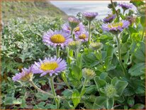 Erigeron glaucus