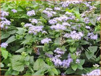 Eupatorium coelestinum