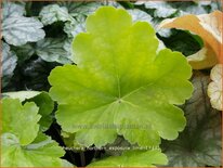 Heuchera 'Northern Exposure Lime'