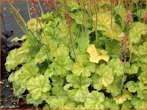 Heuchera 'Northern Exposure Lime'