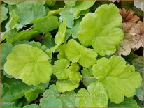 Heuchera 'Northern Exposure Lime'