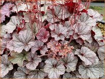 Heuchera 'Northern Exposure Silver'