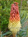 Kniphofia caulescens