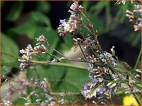 Limonium latifolium