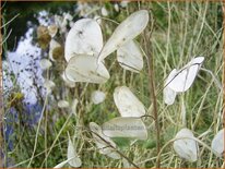 Lunaria annua