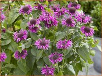 Monarda &#39;Bee-Free&#39;