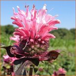 Monarda &#39;Bee-Lieve&#39;