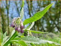 Symphytum officinale