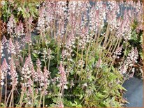 Tiarella 'Sylvan Lace'