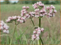 Valeriana officinalis