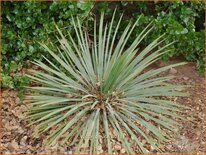 Yucca glauca