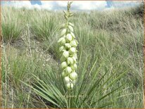 Yucca glauca