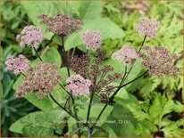 Angelica sylvestris &#39;Vicar&#39;s Mead&#39;