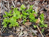 Aconitum napellus &#39;Album&#39;