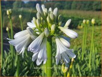 Agapanthus 'Silver Lining'