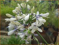 Agapanthus &#39;Twister&#39;