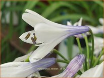 Agapanthus &#39;Twister&#39;