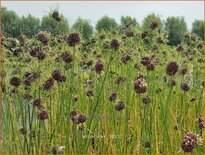 Allium 'Hair'