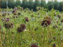 Allium 'Hair'