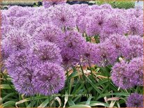 Allium 'Powder Puff'