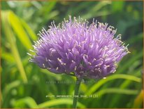 Allium senescens 'Lisa Blue'