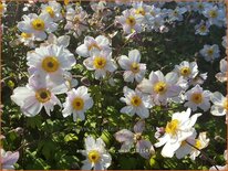 Anemone &#39;Dainty Swan&#39;