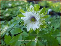 Anemone nemorosa &#39;Monstrosa&#39;