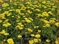 Anthemis hybrida 'Dwarf Form'