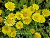 Anthemis hybrida 'Dwarf Form'