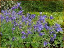 Aquilegia alpina