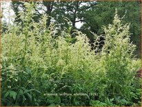 Artemisia lactiflora &#39;Elfenbein&#39;