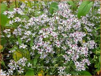 Aster cordifolius &#39;Silver Spray&#39;