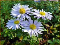 Aster novi-belgii 'Brigitte'