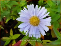 Aster novi-belgii 'Brigitte'