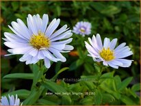 Aster novi-belgii 'Brigitte'