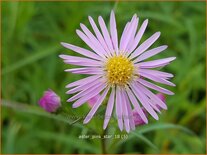 Aster &#39;Pink Star&#39;