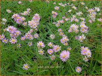 Aster &#39;Pink Star&#39;