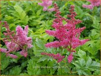 Astilbe &#39;Younique Carmine&#39;