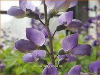 Baptisia &#39;Purple Smoke&#39;