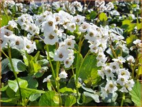 Bergenia &#39;Jelle&#39;