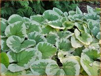 Brunnera macrophylla 'Variegata'