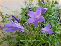 Campanula &#39;Birch Hybrid&#39;