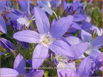 Campanula poscharskyana 'Frühlingszauber'