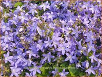 Campanula poscharskyana 'Frühlingszauber'