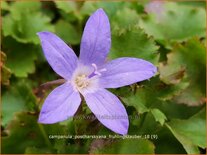 Campanula poscharskyana 'Frühlingszauber'