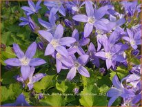 Campanula poscharskyana 'Frühlingszauber'